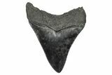 Serrated, Fossil Megalodon Tooth - South Carolina #341468-1